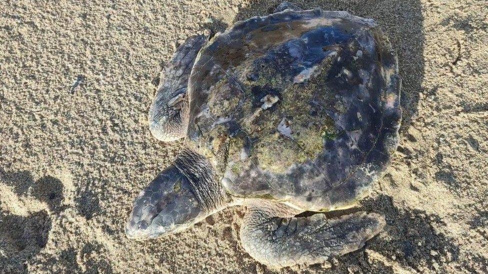 Critically endangered turtle, Rhossi