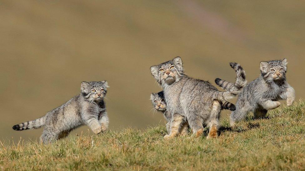 four pallas’s cats, or manuls running around