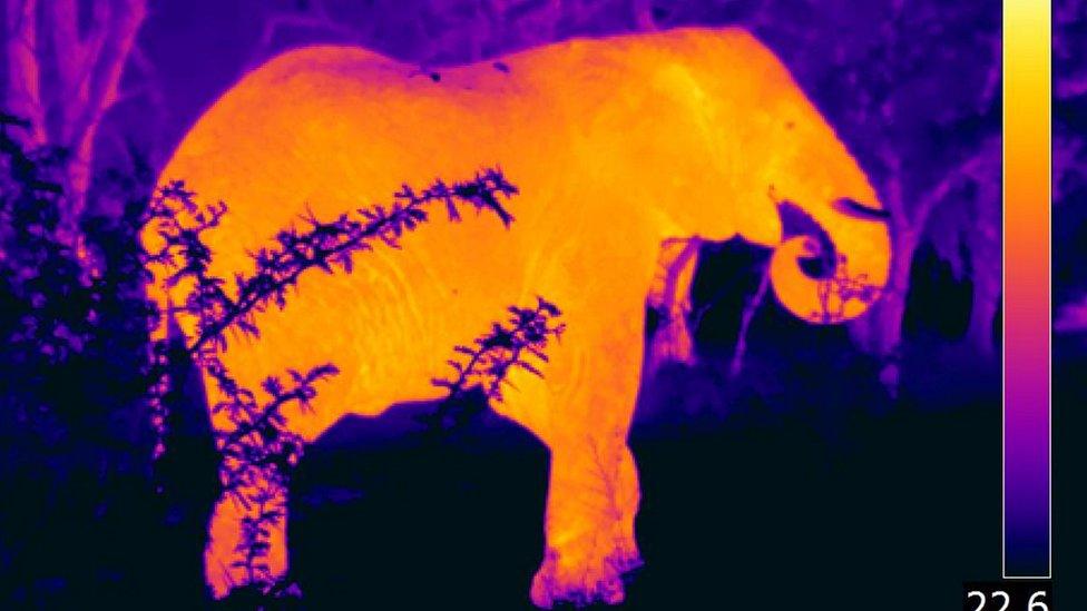 thermal-image-of-elephant