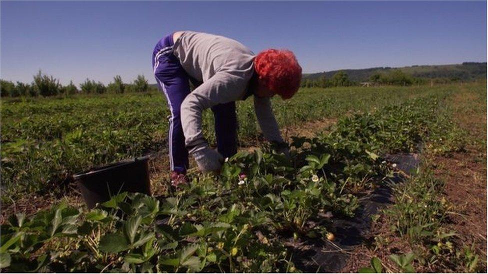 Romanian strawberry picker