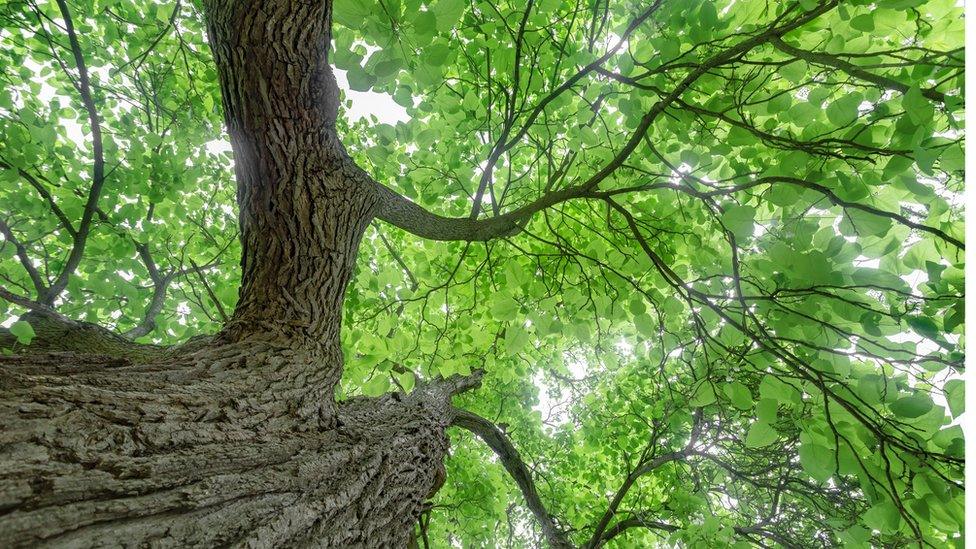 Trees like Catalpa have environmental benefits