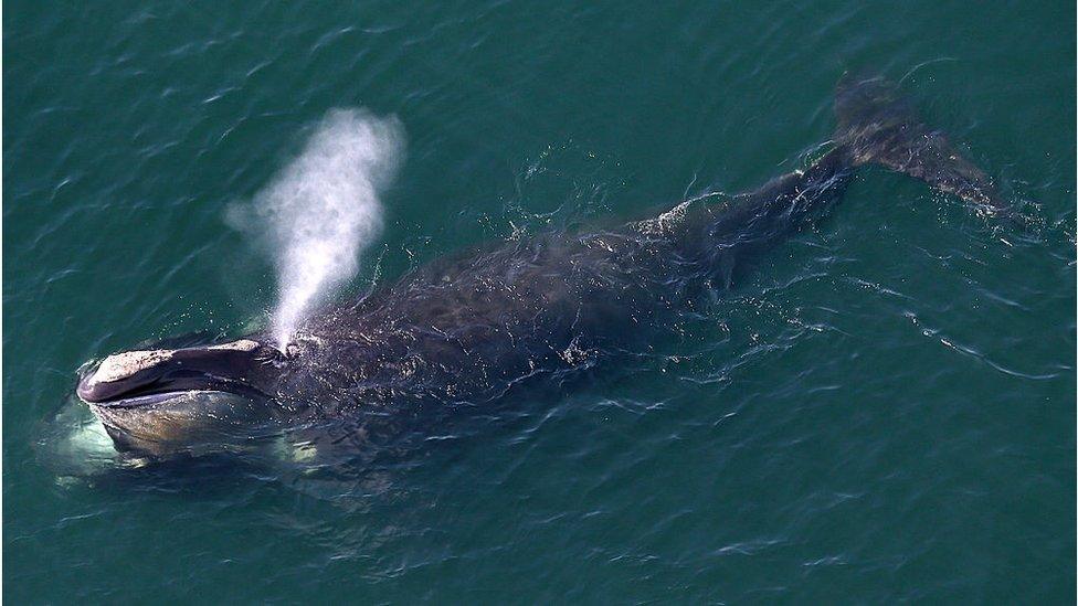 North Atlantic right whales are extremely rare