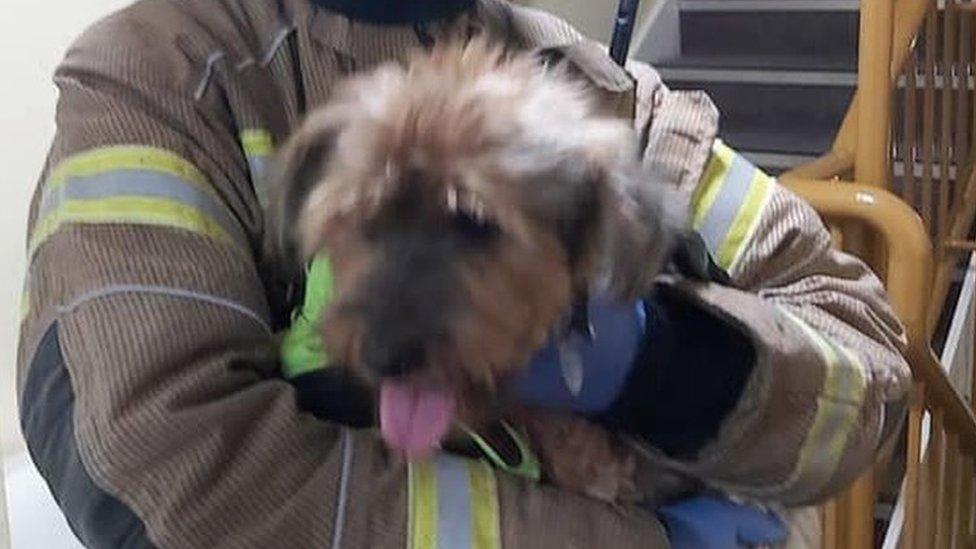 Sam the dog with a firefighter