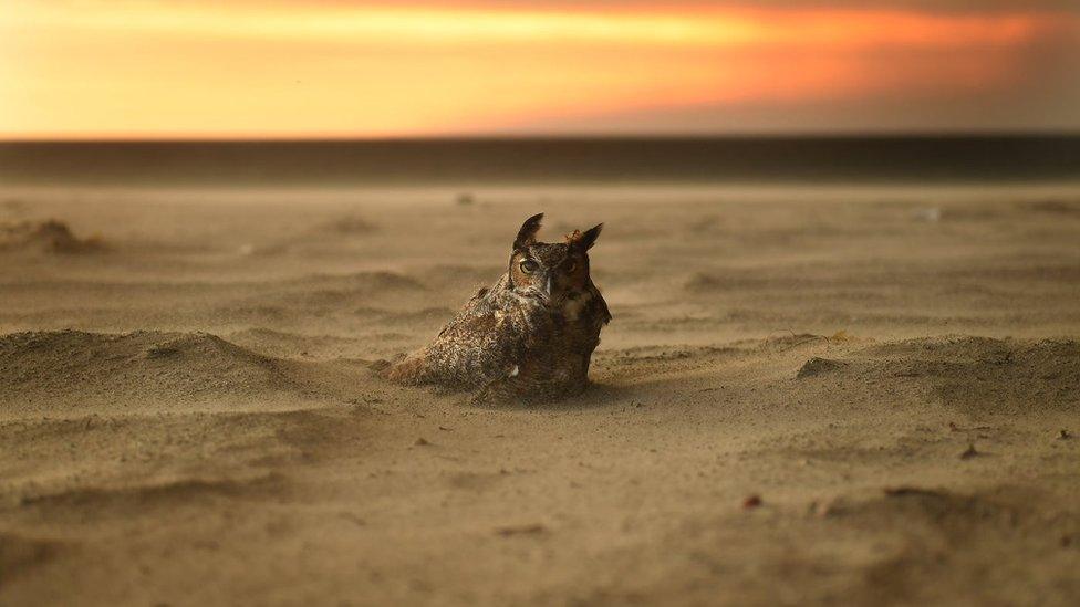 An owl nestled in the sand on the beach