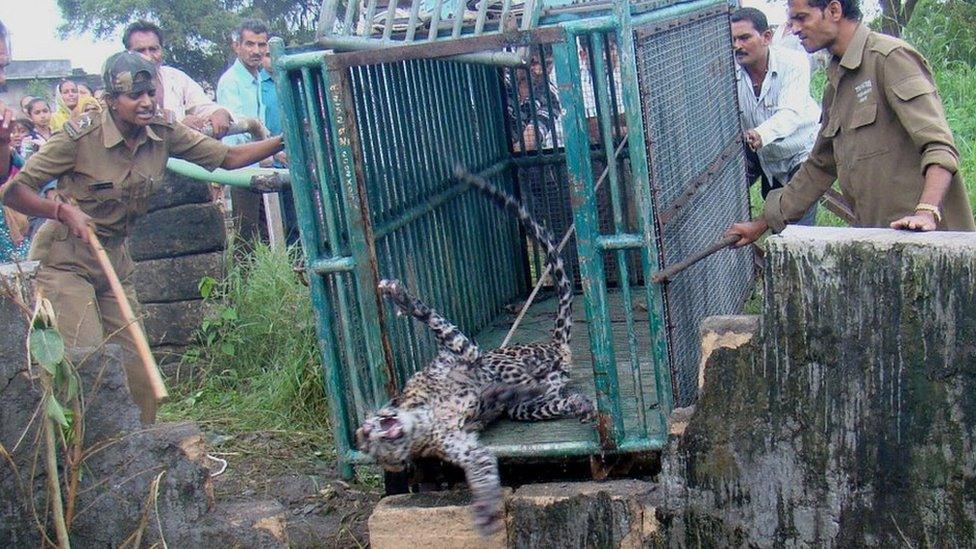 Rasila Vadher rescues a leopard from a well