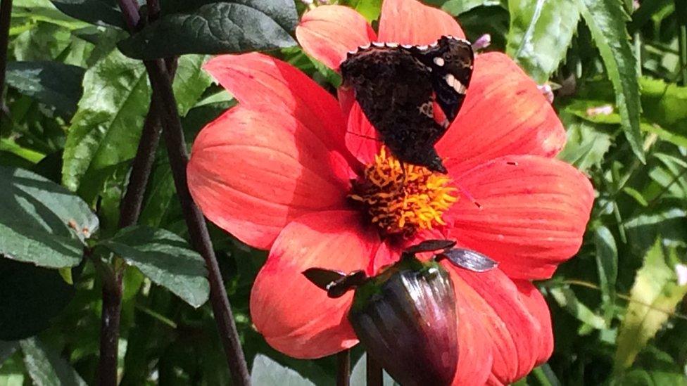 the Victorians mixed fruit, vegetables and flowers in their gardens, a style being replicated here much to the delight of the bees