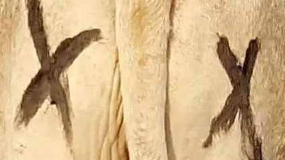 Cows with crosses on their butts