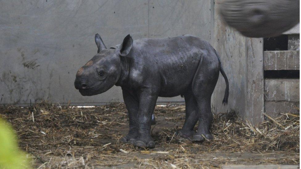 baby black rhino