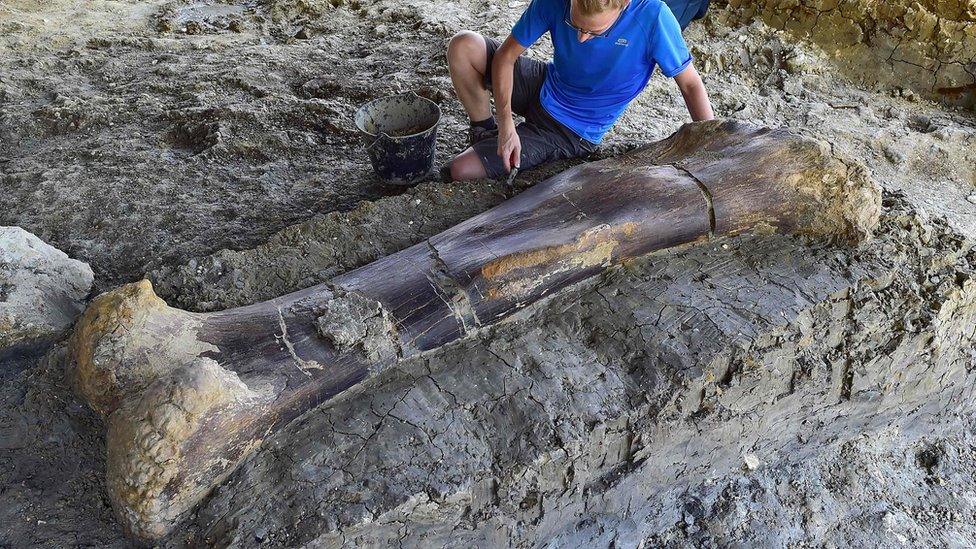 A-palaeontologist-sits-cleaning-a-dinosaur-bone.