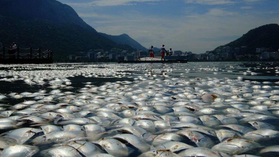 Dead fish, Brazil