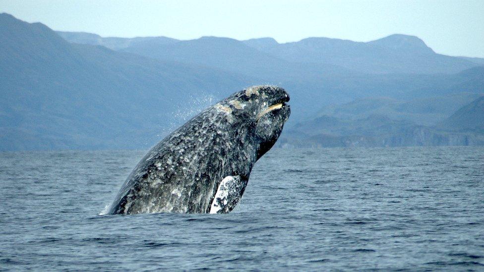 Grey whale