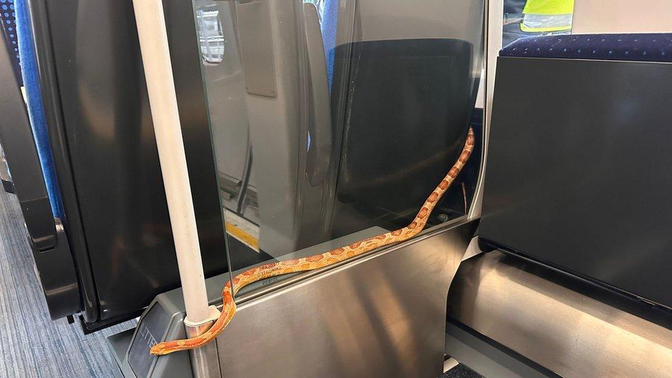 Snake on train