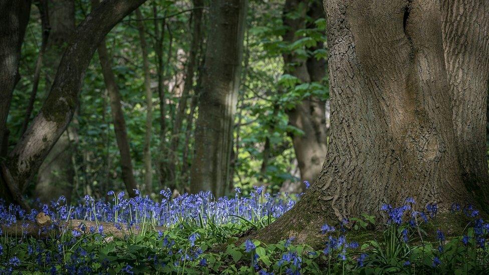 Bluebells at Shotover Country Park