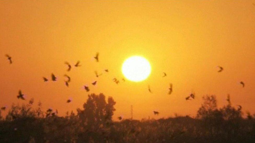 Murmuration on the South Downs