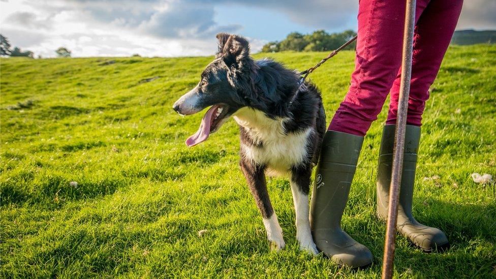 Dog on a lead