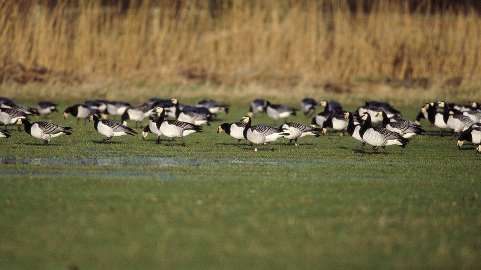 Barnacle Geese