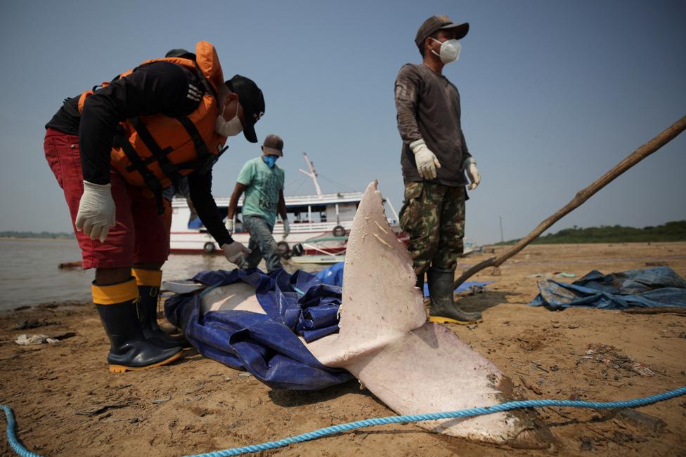 Researchers from the Mamiraua Institute for Sustainable Development recover a dead dolphin from Tefe lake, which flows into the Solimoes River, Tefe, Amazonas state, Brazil, October 3, 2023.