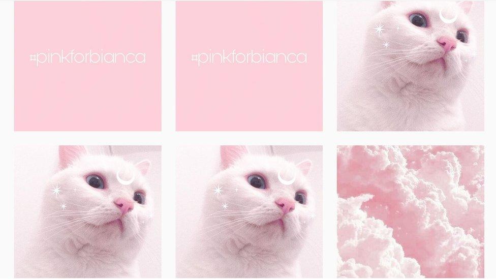 Photographs of cats and #pinkforbianca