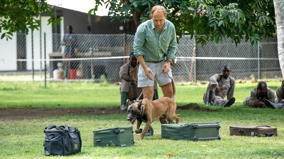 Will Powell holds a Malinois dog by a lead as it walks past luggage laid out on the grass during training in Arusha, Tanzania