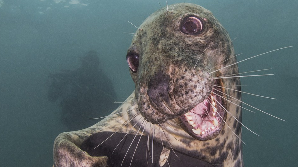 Happy seal