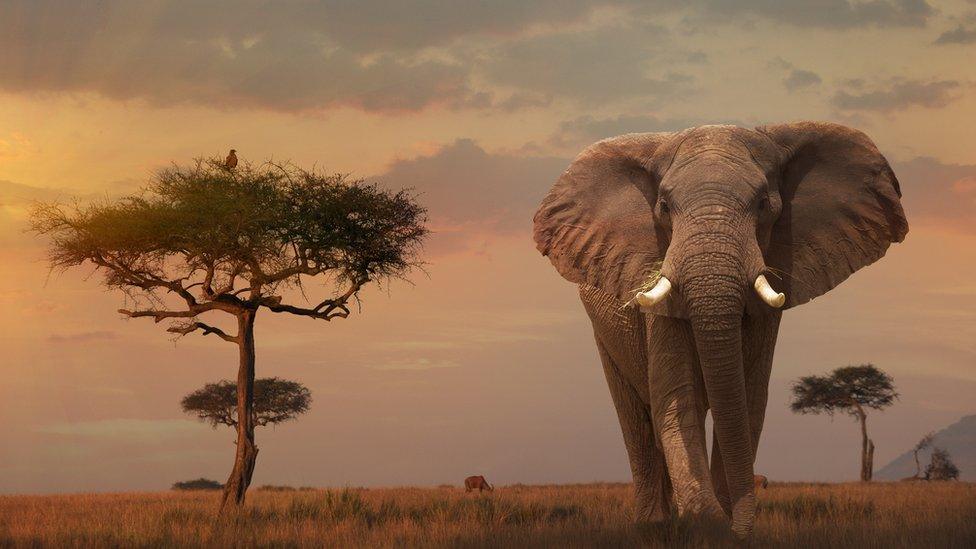 African-Elephant.