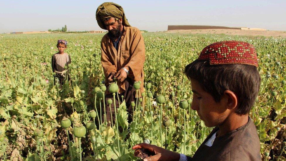 Afghan farmers harvest opium sap from a poppy field in the Gereshk district of Helmand on 11 April 2017