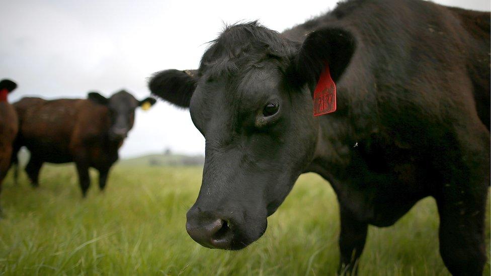 Beef cattle in California