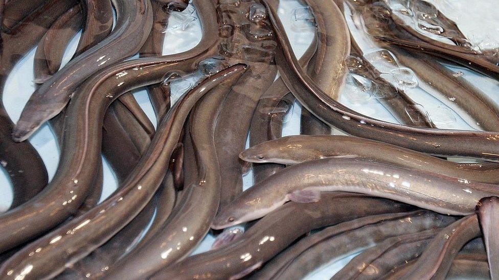 Live eels, imported from Taiwan are seen during a press conference for the promotion of Taiwanese eels in Tokyo