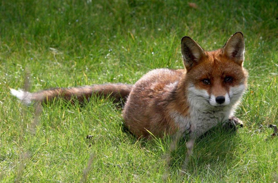 How can you help wildlife during hot weather?
