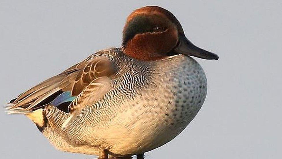 Teal duck