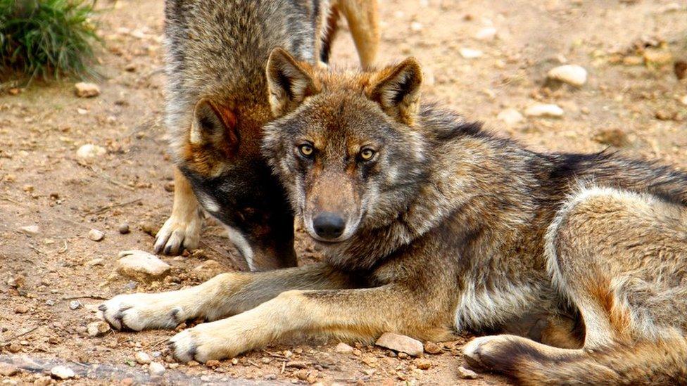 Wolf couple in Antequera, Malaga