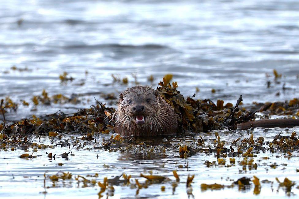 An otter popping its head out through the kelp floating on the sea.