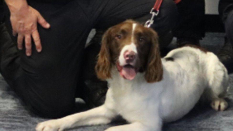A white and brown Springer spaniel dog laying on the floor. It is wearing a red collar round it's neck with a red lead attached. It is laying on the floor next to a police officer who is kneeling next to it. The police officer is dressed in a black police uniform.