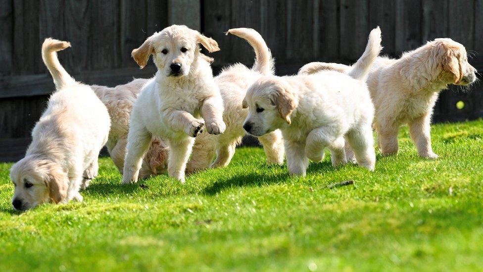 Puppies playing.