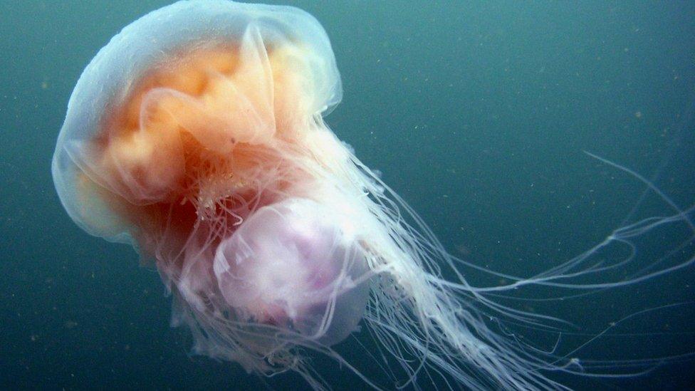 Lion's mane jellyfish