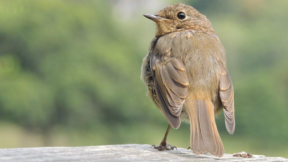 A young Robin joined Kirsten Beard for a picnic and to admire the view at the RSPB nature reserve Ynys Hir in Ceredigion.