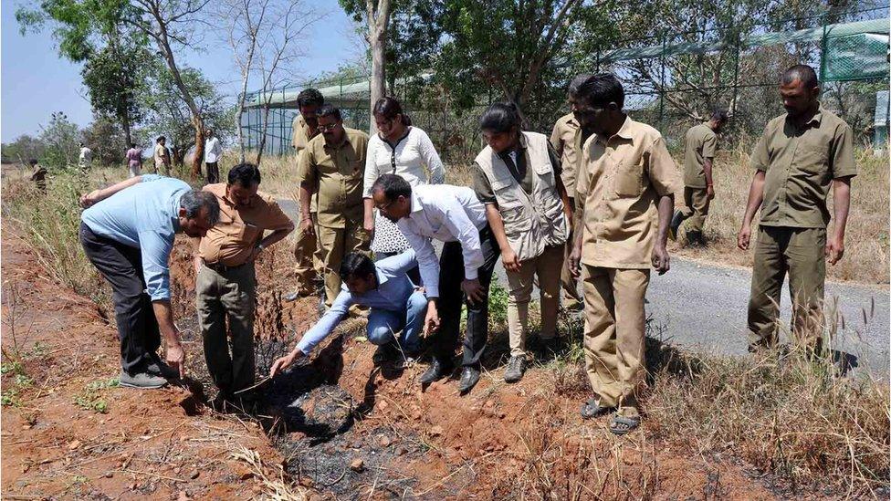 Park officials inspect leopard tracks