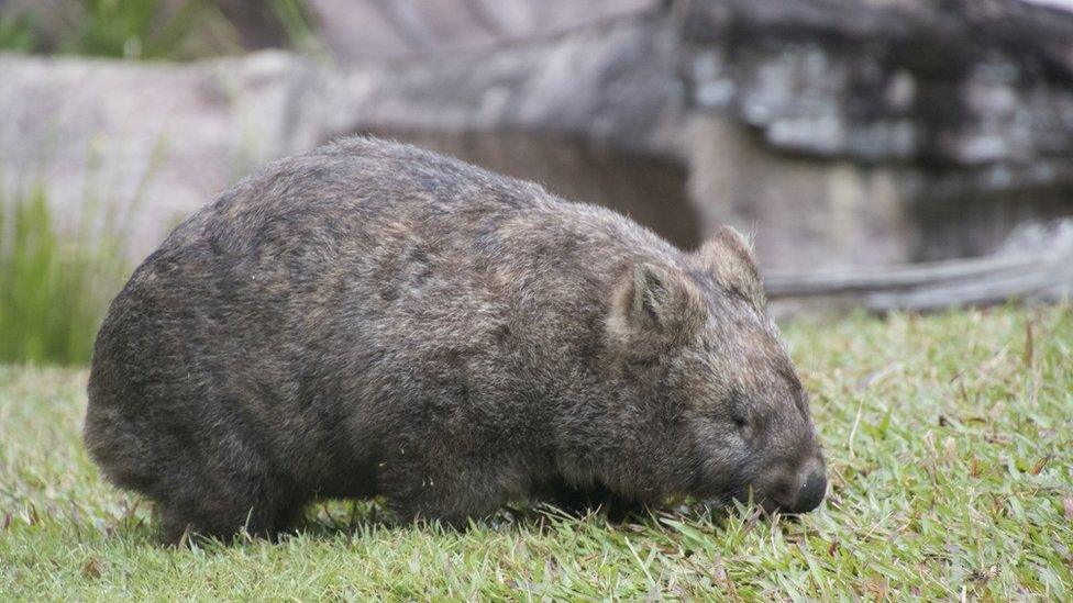 wombat