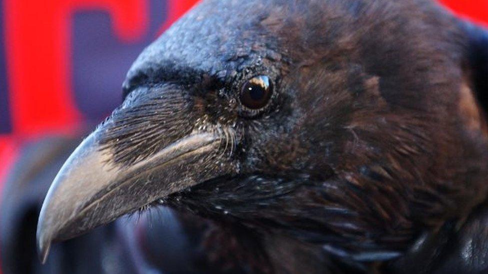 Close up of a raven