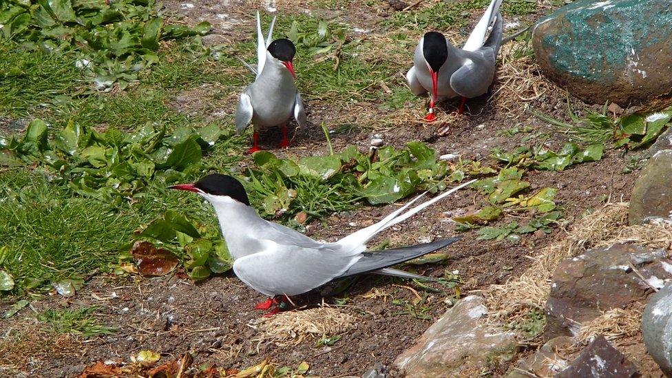 Three of the Arctic terns