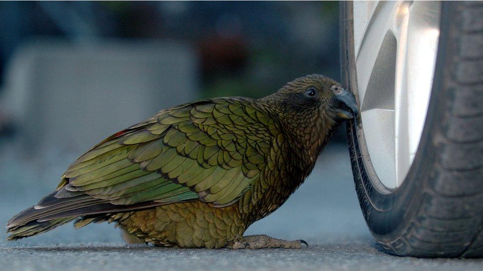 A kea pecking at a car tyre