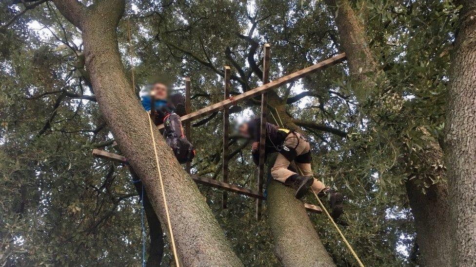 Ashley Down oak tree, Bristol