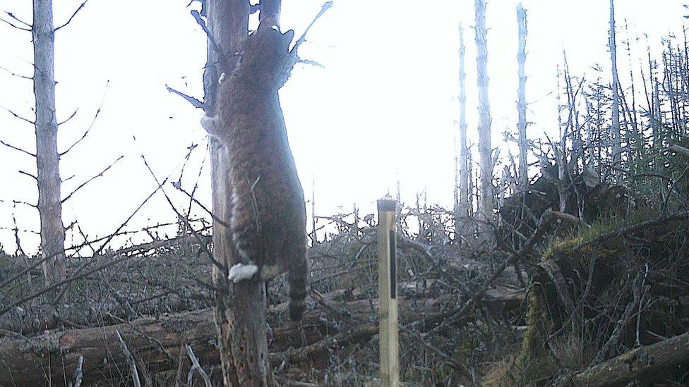 Cat up a tree in Strathbogie