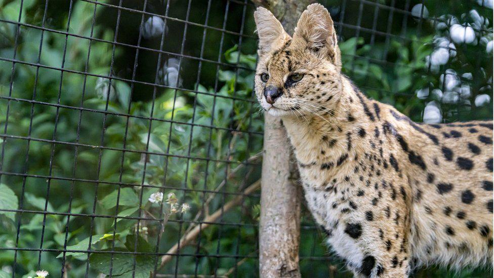 A serval cat at the Cat Survival Trust