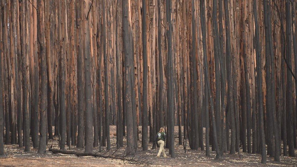 Animal rescuer walks among burnt-out forest in Kangaroo Island looking for injured wildlife