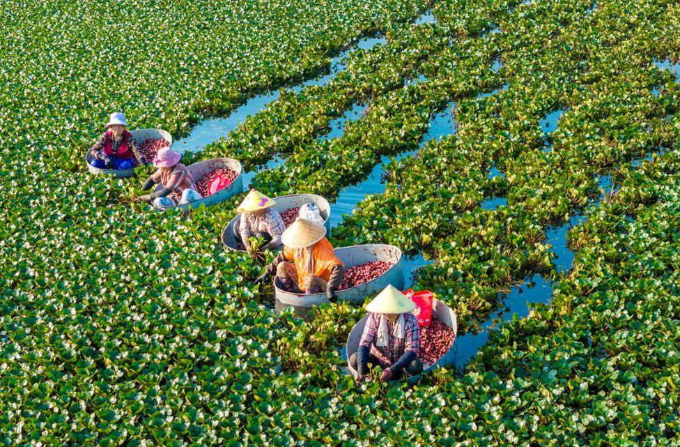 Aerial view of villagers, with buckets, harvest water chestnuts on July 31, 2024 in Huaian, Jiangsu Province of China. 