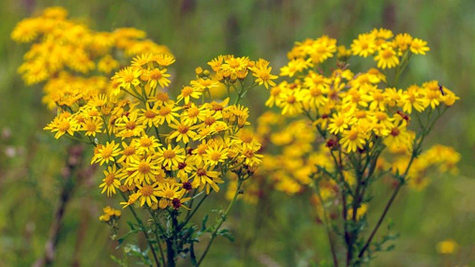 Ragwort