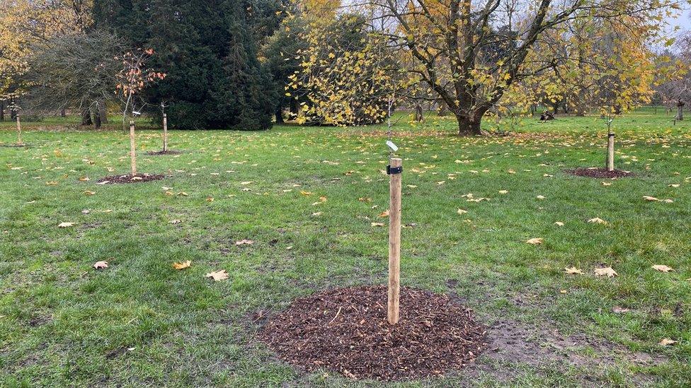 Trees planted in Bute Park