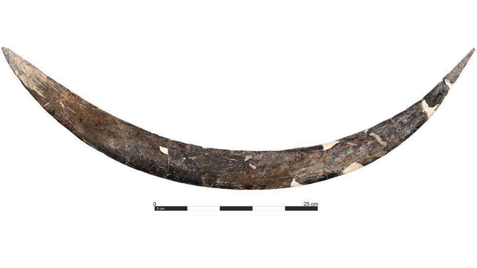 The boomerang is curved and a mottled brown colour with paler patches. A scale is included showing the boomerang is about 75cm long.