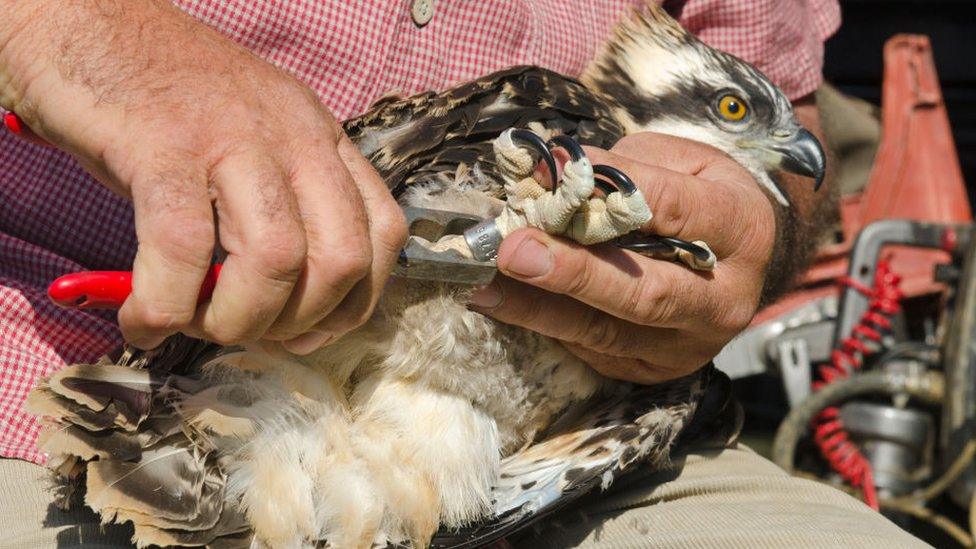 osprey with ring